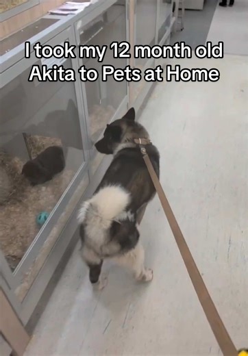 Training My 12-Month-Old Akita at Pets at Home