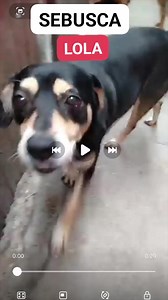 7.3K views · 520 reactions | \@por favor mis amigos ayudeme encontrar a mi Lola. Mi lola es hembra se desaparecio a las 3 30pm de.la tarde el dia lunes 27 de octubre. En distrito de carabayllo, lugar Urb. Vista alegre. Por favor ayudeme encontrar si alguien lo vee llamame al 993457976 Dios quiera que aparesca ❤️ Por favor #URGENTE_COMPARTAN #MAXIMADIFUSION #AyudanosACompartir #limaperu #Carabayllo | Silvia Conde Atunca | Facebook