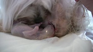 Dog Birth (in HD)