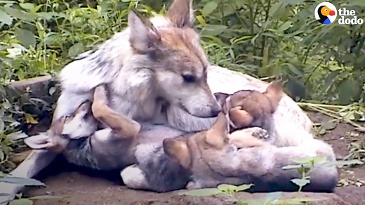 This state just decided to kill a family of wolves raising their pups — here's how you can help stop it 🐺❤️ (via Dodo Impact) | The Dodo