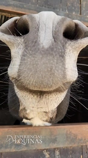 Sonido de burro rebuznando y sus distintas variaciones