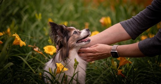 7 Adorable Dog Breeds That Are Pure Cuteness, Say Experts