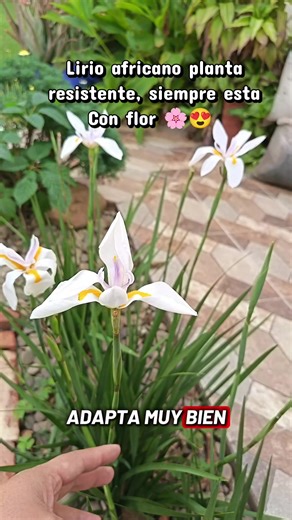 Lirio africano planta resistente.. A cualquier suelo.. #lirioafricano #plantaresistente #desol #parati