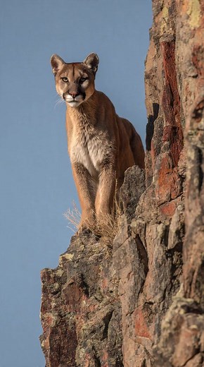 Together in the wild — a wolf pack moves swiftly across the snowy landscape, a perfect display of unity and power. ❄️🐺 Hashtags: #WolfPack #WildlifeInFocus #SnowyWildlife #NatureInAmerica #ShortWildlifeVideo #AmericanWolves | I Love USA