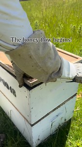 The 2025 honey flow has begun! 🍯 This is one of our favourite moments of the whole beekeeping season - watching all the hard spring prep pay off as the bees thrive, buzzing through the paddocks, gathering nectar, and pollinating our pastures 🌱🐝 While the girls are hard at work in the fields, you’ll find Jess doing the same at local markets and packing up all your Christmas orders with love 💛 Head to our website to see where she’ll be next, or order online for delivery straight to your door. 