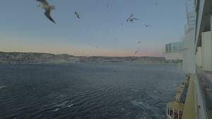 Seagulls flying alongside a Cruise Ship - Free Stock Video