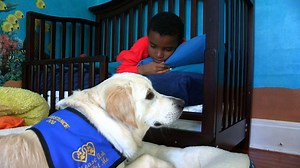 242 reactions · 103 shares | The Buddy System pairs a child with autism and a specially trained dog. The results are amazing. Find out more in this trailer from The Buddy System Documentary. | Upworthy | Facebook
