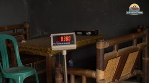 Timbang & Cek Fisik Capucino - Sapi kesayangan Setia Farm | SETIA FARM