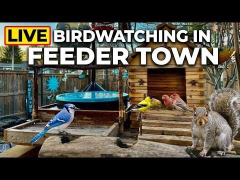 4K 🐦 Ontario Backyard Bird & Squirrel Watching - Squirrels & Birds | Cat TV • Relaxing