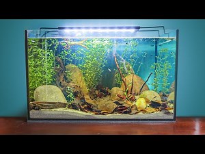 How To Make a Naturalistic Tadpole Aquarium 2024