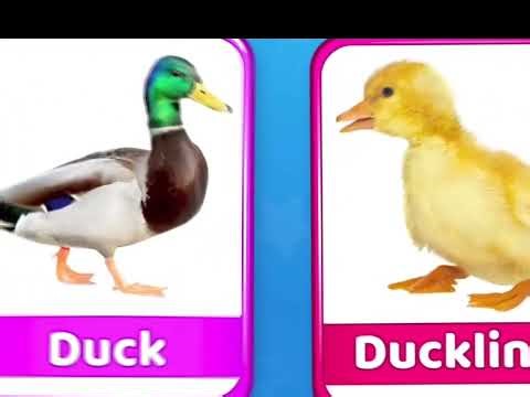 “Fun Animal Cartoons for Kids – Learn, Laugh & Play!” 🐾