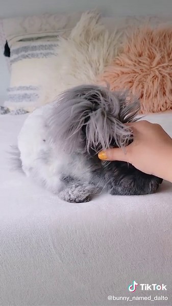 Rabbit's trust is hard to earn. So when you do have it, it makes it that much more meaningful. #adoptdontshop #freeroambunny