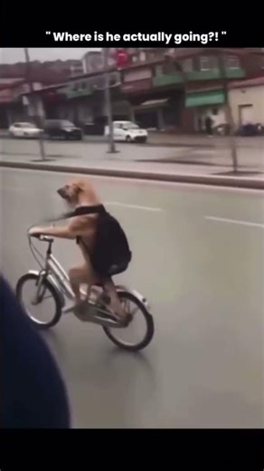 pull him over 😭😭