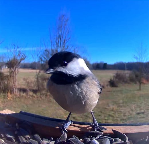 Black Capped Chickadee finally lingers long enough to get a good video. So cute!! #bird #birdsoftiktok #birds #birdwatching #birdtok