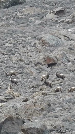 Big Horn Beauty – Trophy Size Himalayan Ibex Capture