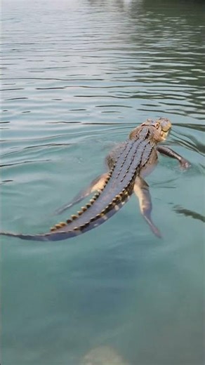 Living with gators in Florida 🐊 #floridalife #wildlife