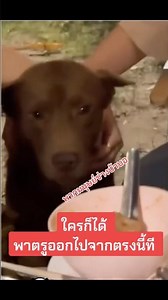 ฉันไม่เต็มใจเลยที่จะอยู่ ณ จุดๆนี้ แต่ว่า…กลิ่นอาหารมันหอมรันจวนใจฉันเหลือเกิน #viral #feed #shorts