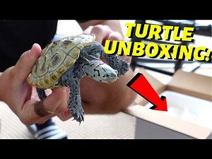 *LIVE* Turtle UNBOXING (Diamondback Terrapin)