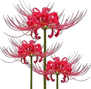 Easy to Grow Lycoris Red Spider Lily 3 Plant Bulbs - Red Flowers Summer to Fall Attract Hummingbirds, Full to Partial Sun Zones 6-9