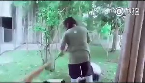 318K views · 4.7K shares | With a group of playful and curious Giant #Pandas around, one needs quite a bit of effort to clean up. | People's Daily, China | Facebook