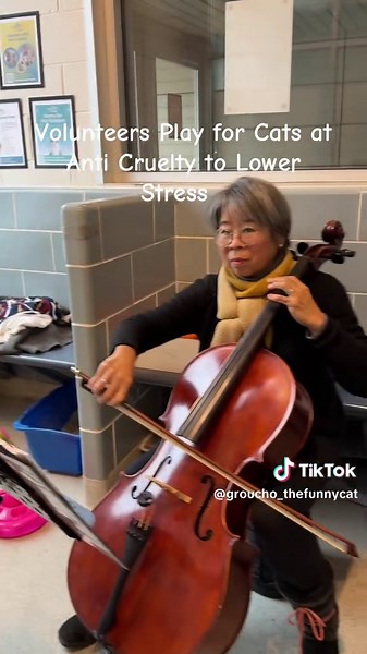 At @Anti-Cruelty volunteers perform for their best audience, cats. #sheltercats #music #catbehavior #musicforcats #stevedale
