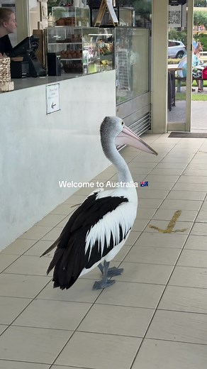 Explore the Wonders of Australia: Wildlife and Culture