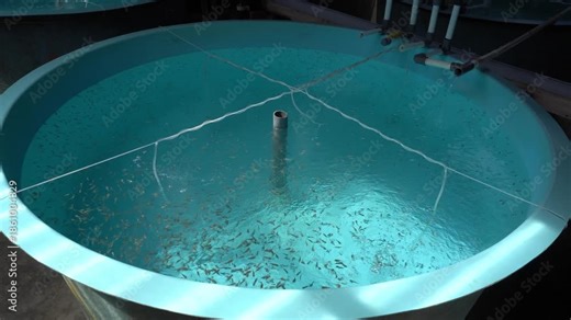 Fish Rearing Tank in Recirculating Aquaculture System, Modern Aquaculture Technology Stock Video