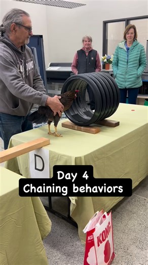 Day 4 was all about applying the refined and new skills to chaining behaviors. This was practiced with chickens and by playing shaping games with each other. I absolutely love seeing trainers become so enthusiastic about understanding behavior at a deeper level and being more thoughtful about responding to their learner. | Momentum K9