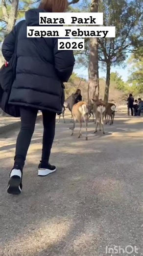 Nara Park Japan Febuary 2026 | CHC Agritech Farming Solution