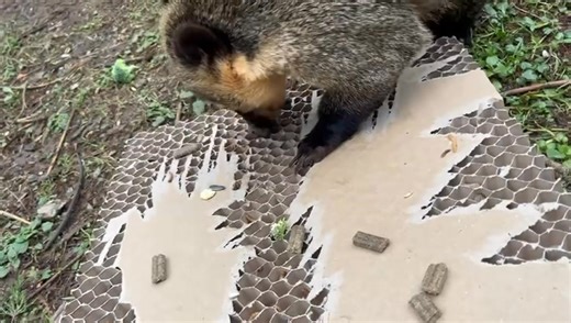 2.2K views · 36 reactions |  Cai the Coati: A Super Sniffer on a...