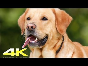 Labrador Dogs 4k Video #WorldNatureHD