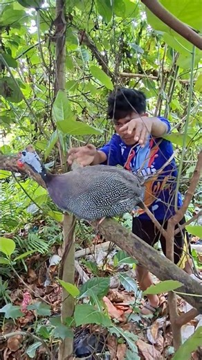 catching guinea fowl in a tree #fypviralシ #animals #videoviral #ayamunik