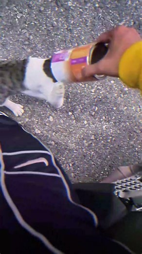 Man Helped A Cat 😺 #shortsfeed #tamil #usa