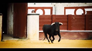 The only way to film a bullfight is to use a real matador and a 400-pound bull. Catch up on the first two episodes of #Genius at https://on.natgeo.com/2HyfGoB | National Geographic TV