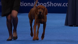 2024 NDS: Redbone Coonhound