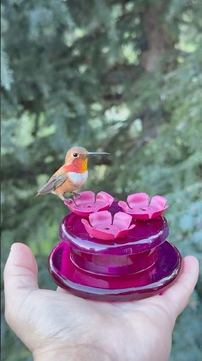 Beautiful Rufous hummingbird eating from my hand for the first time - and sharing!
