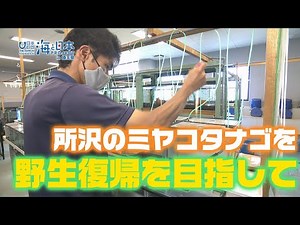 国の天然記念物を海なし県・埼玉で守る！ 日本財団 海と日本PROJECT in 埼玉県 2021 #12