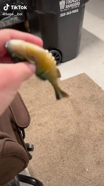 Wacky rig fishing.#bass #fish #bream #fishing #wackyrig #animal #funny | Wacky Rig