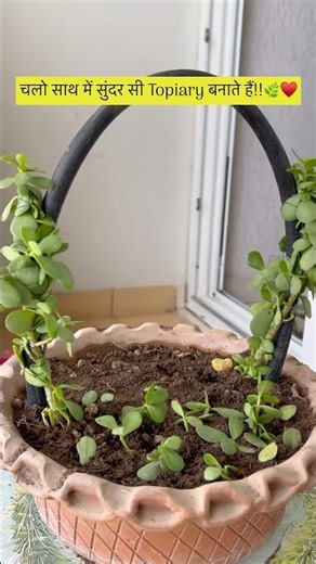 Jade Plant Topiary Making 🌿✂️ Easy Gardening DIY #gardeningtips #satisfying #diy #shorts