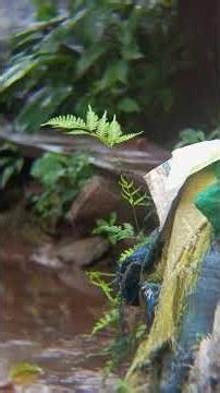 Rain Droplets Falling on Leaf | Relaxing Nature Video with Rain Sounds 🌧️🍃