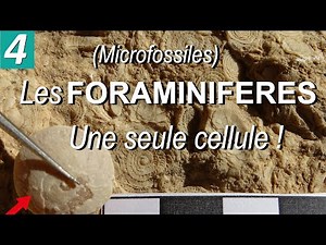 FORAMINIFERA (microfossils) - by Mrs. RUAULT-DJERRAB
