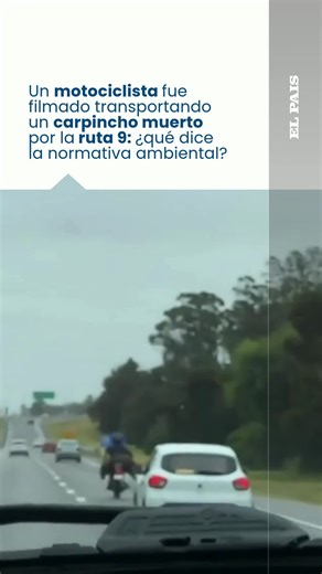 Un video viral mostró a un motociclista trasladando un carpincho muerto por la ruta 9, en Maldonado. El hecho reavivó consultas sobre qué está permitido y qué prohíbe la normativa ambiental vigente. El carpincho es una especie de fauna nativa protegida en Uruguay. Su protección surge de la Ley 9.481 y se refuerza con un decreto que regula la caza en todo el país. La normativa prohíbe la caza, captura, tenencia, transporte y comercialización de fauna silvestre, salvo casos expresamente habilitado