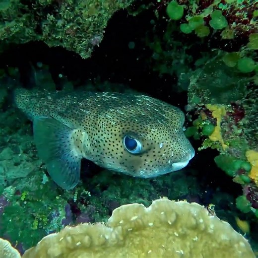 Spotted Porcupine Fish - cutest fish ever tucked inside reef crevice!