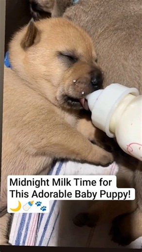 Night Hunger Hits! Baby Puppy Rushes for Milk🐶#BabyPuppy#PuppyMilk#CutePuppy#HungryPuppy#DogLove#fyp