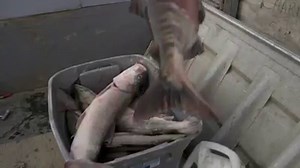 104K views · 682 reactions | Ouch Stan! That's gonna leave a mark. Take a sneak peek at Friday's Yukon Men. | Yukon Men | Facebook