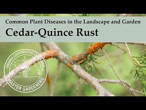 Cedar-Quince Rust - Common Plant Diseases in the Landscape and Garden