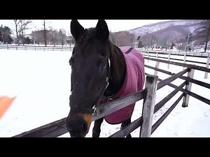 【祝32歳】チケゾーにニンジンあげたら頬ずりしてくれた！