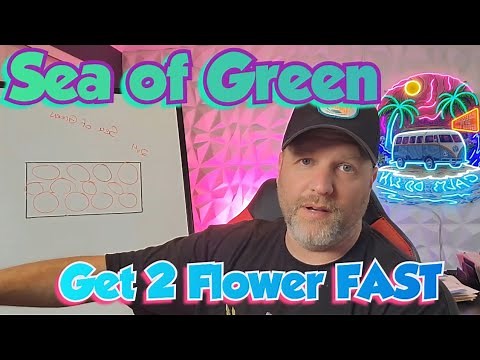 SEA of Green, Get to Flower FAST