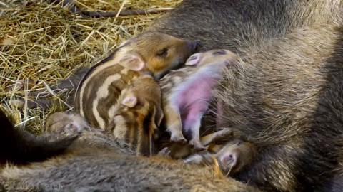 These tiny explorers were caught on camera at the perfect moment