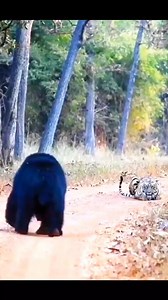 14M views · 10K reactions | Bear  VS Tiger. Who WINNN? #tiger #bear #jungle #animals #salvaje #felinos #pelea #vs #leon #natgeo #discovery #selva #viral #parati #fyp #tiktok | Nikeet Dhillon | Facebook